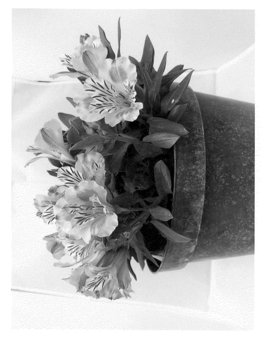 Figure 1 of US plant patent PP22372, the photograph of Lucy printed in the patent.