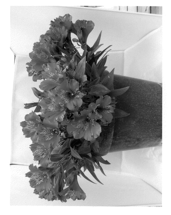 Figure 1 of US plant patent PP22373, the photograph of Gina printed in the patent.