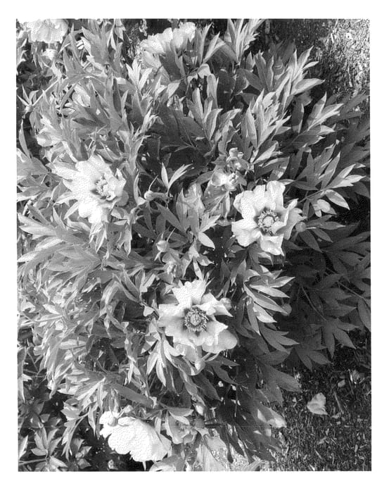 Figure 1 of US plant patent PP22374, the photograph of Smith Opus 2 printed in the patent.