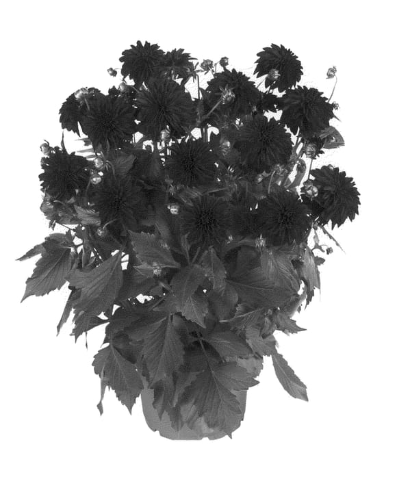 Figure 1 of US plant patent PP22375, the photograph of Fidahhypdanight printed in the patent.