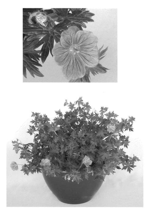 Figure 1 of US plant patent PP22376, the photograph of Blushing Turtle printed in the patent.