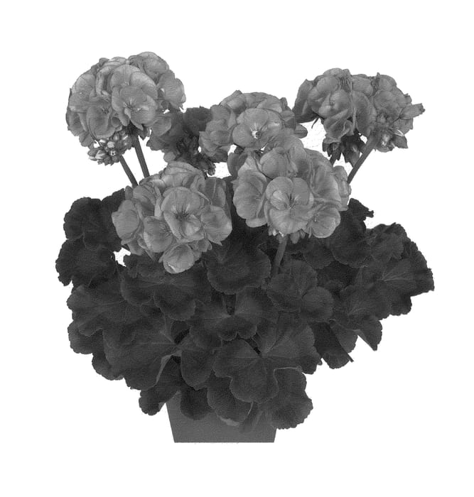 Figure 1 of US plant patent PP22377, the photograph of Duevisalpi printed in the patent.