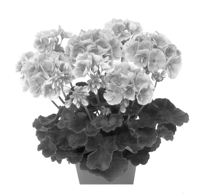 Figure 1 of US plant patent PP22378, the photograph of Duevisalsen printed in the patent.