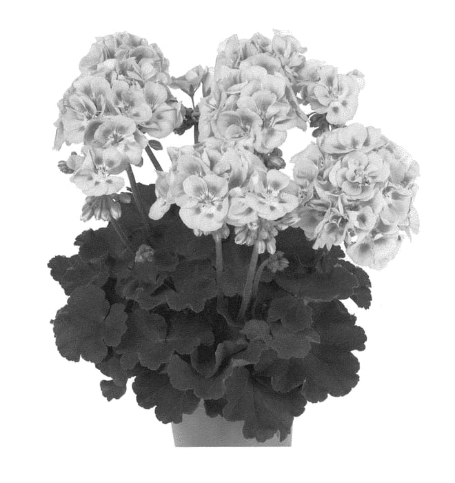 Figure 1 of US plant patent PP22379, the photograph of Duevisoftpi printed in the patent.