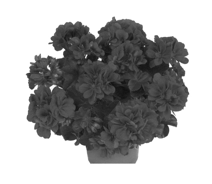 Figure 1 of US plant patent PP22380, the photograph of Dueatrevel printed in the patent.