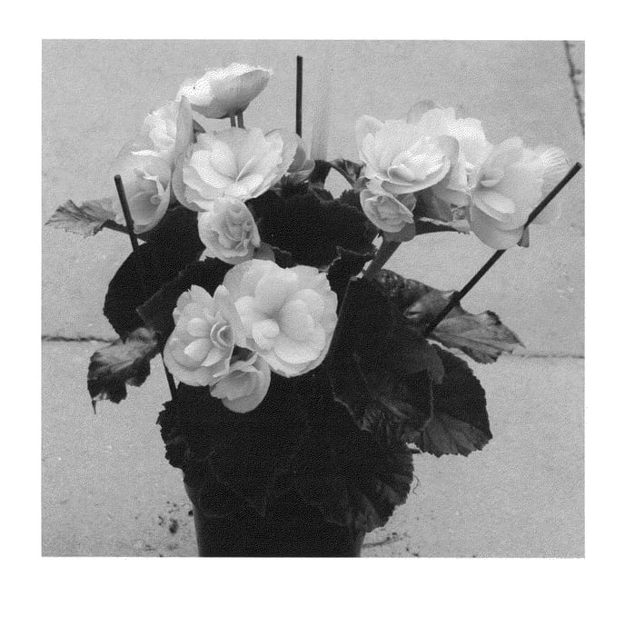 Figure 1 of US plant patent PP22381, the photograph of BBDRASUN printed in the patent.
