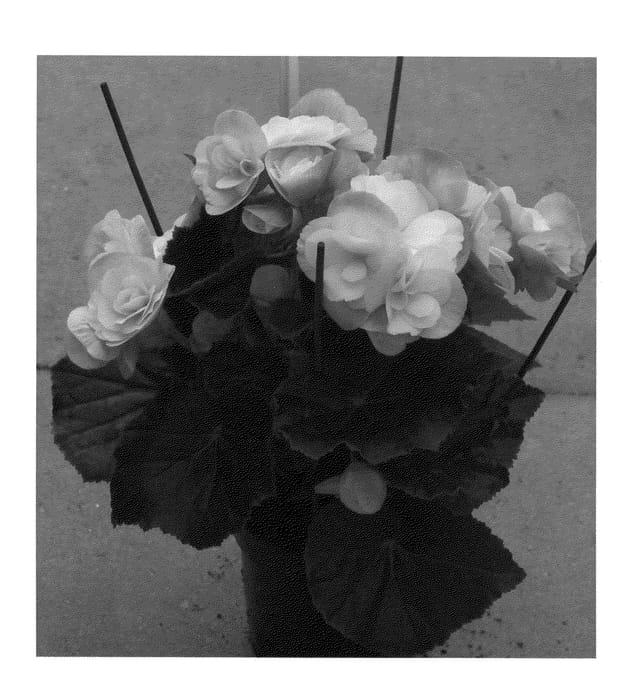 Figure 1 of US plant patent PP22382, the photograph of BBDRAWHIBLU printed in the patent.