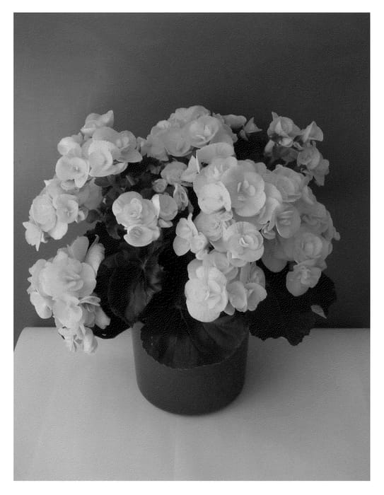 Figure 1 of US plant patent PP22383, the photograph of Rebecca printed in the patent.