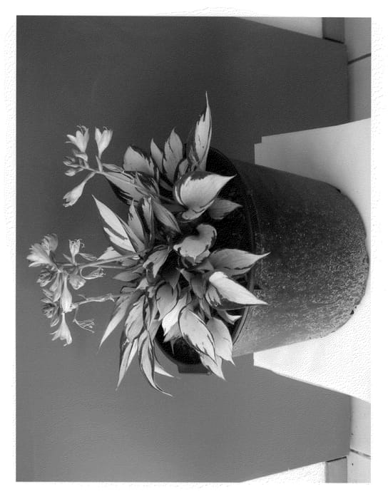 Figure 1 of US plant patent PP22384, the photograph of Orange Star printed in the patent.
