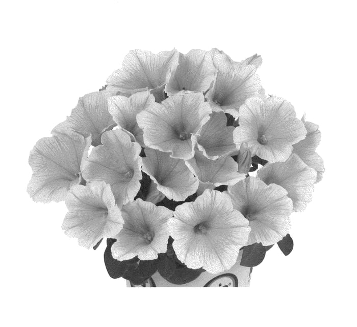 Figure 1 of US plant patent PP22385, the photograph of Duepotyel printed in the patent.