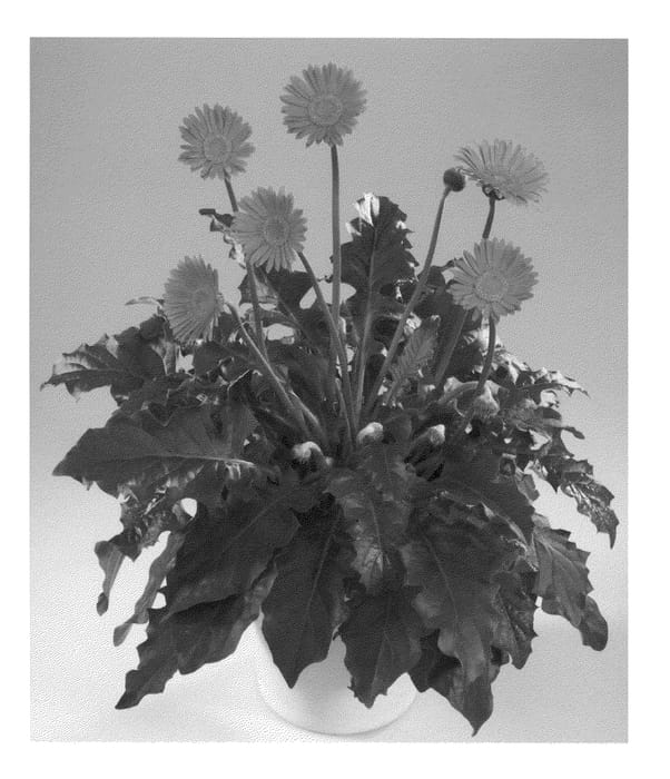 Figure 1 of US plant patent PP22386, the photograph of Lilian printed in the patent.