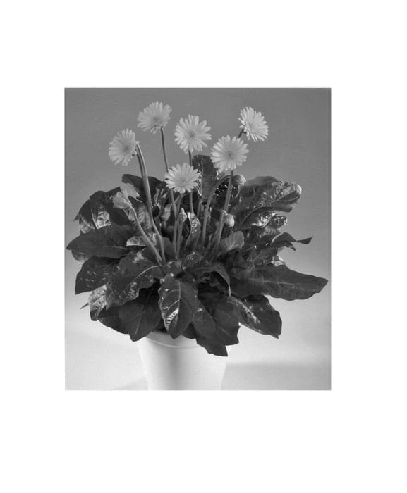 Figure 1 of US plant patent PP22387, the photograph of Summer printed in the patent.