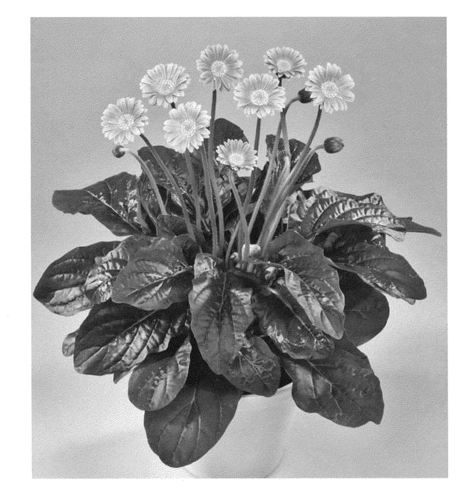 Figure 1 of US plant patent PP22388, the photograph of Piroska printed in the patent.