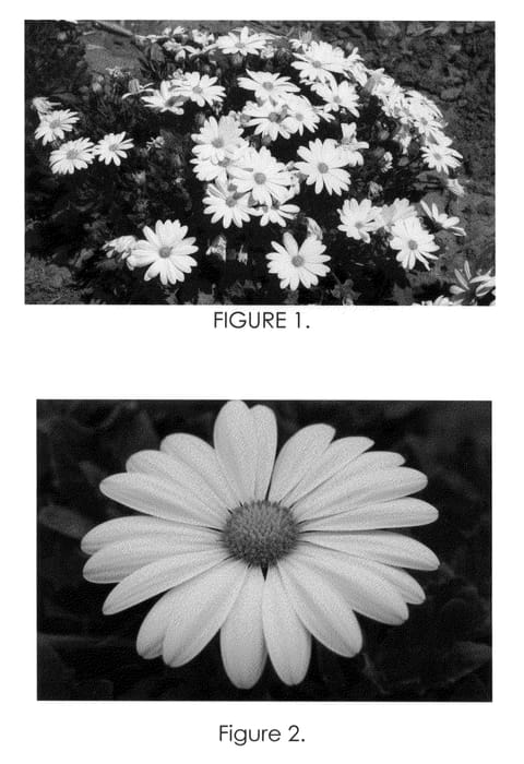 Figure 1 of US plant patent PP22389, the photograph of Tra Whit printed in the patent.