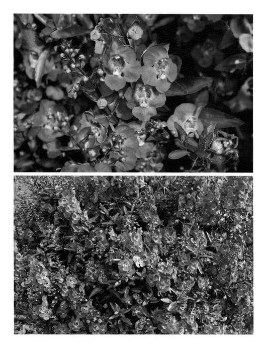 Figure 1 of US plant patent PP22390, the photograph of Anbluim printed in the patent.