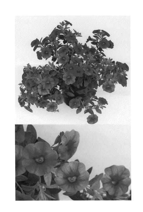 Figure 1 of US plant patent PP22391, the photograph of Sunbelao printed in the patent.