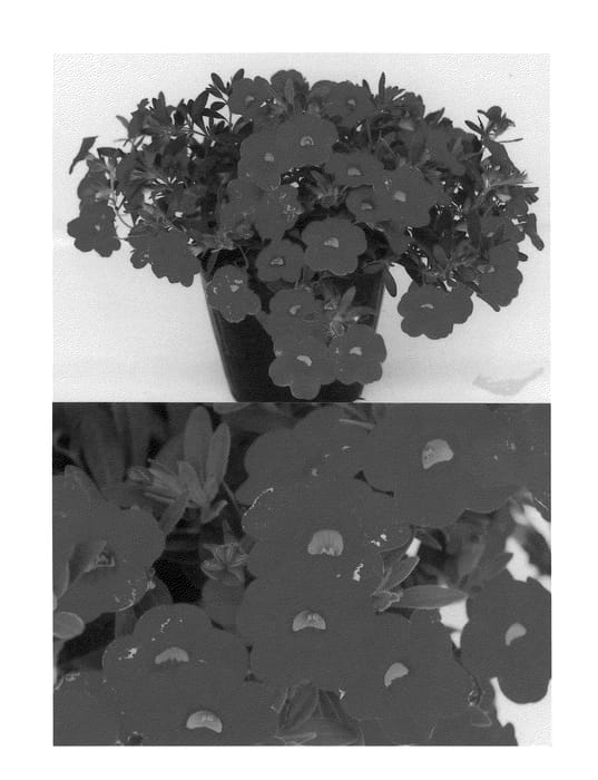 Figure 1 of US plant patent PP22392, the photograph of Suncalpi printed in the patent.