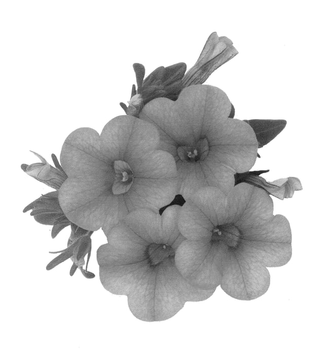 Figure 1 of US plant patent PP22393, the photograph of Duealapri printed in the patent.