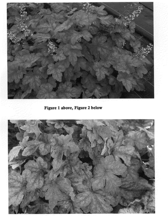 Figure 1 of US plant patent PP22394, the photograph of Redstone Falls printed in the patent.