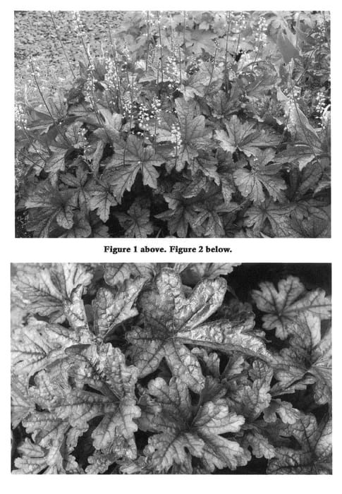 Figure 1 of US plant patent PP22395, the photograph of Gunsmoke printed in the patent.