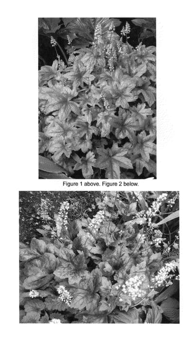 Figure 1 of US plant patent PP22396, the photograph of Brass Lantern printed in the patent.