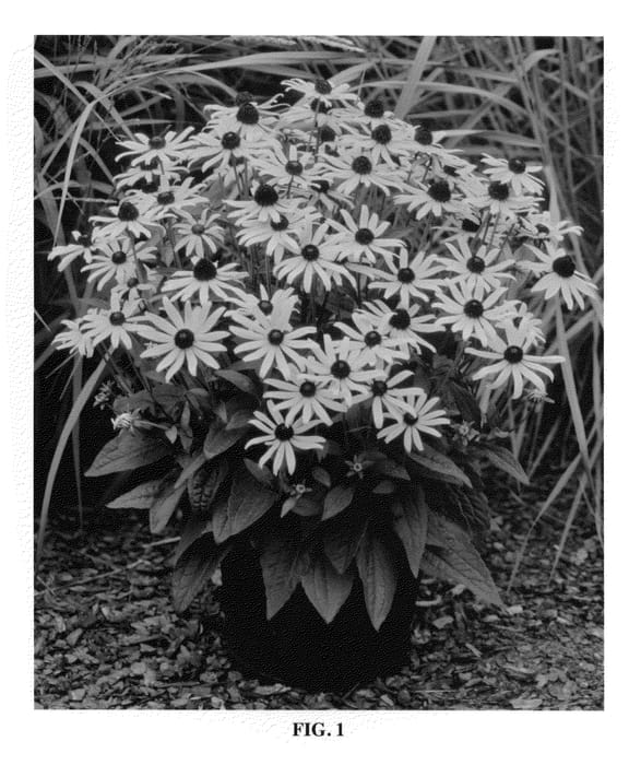 Figure 1 of US plant patent PP22397, the photograph of Little Goldstar printed in the patent.