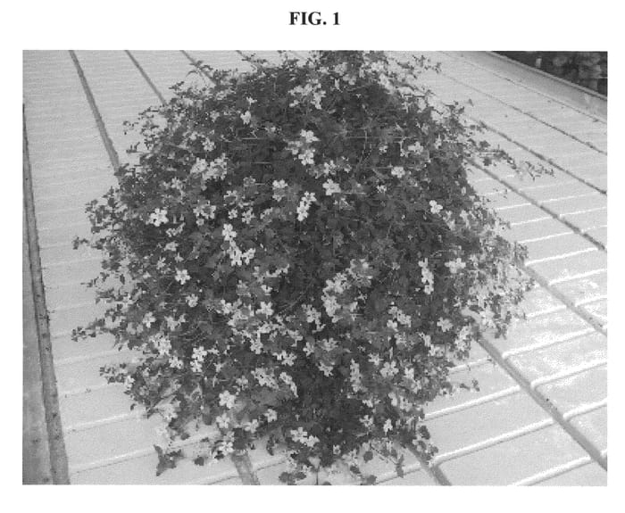 Figure 1 of US plant patent PP22398, the photograph of DANOVA982 printed in the patent.