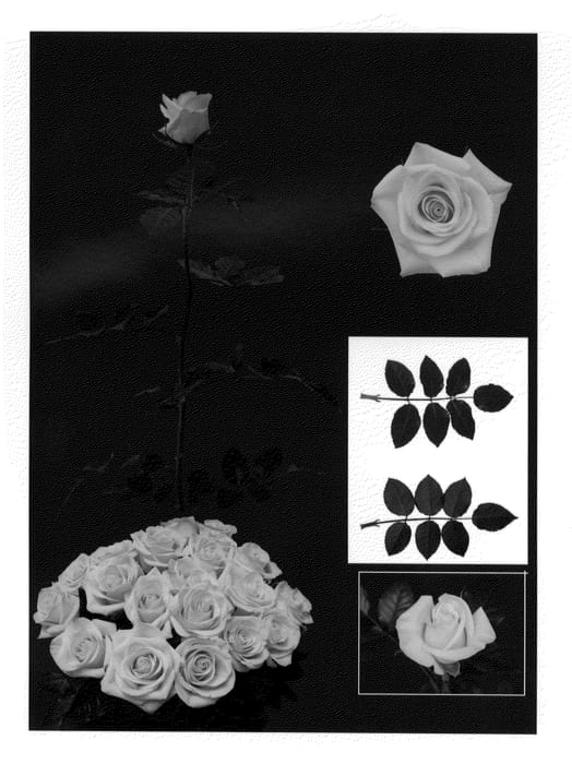 Figure 1 of US plant patent PP22399, the photograph of Esm Tecno printed in the patent.