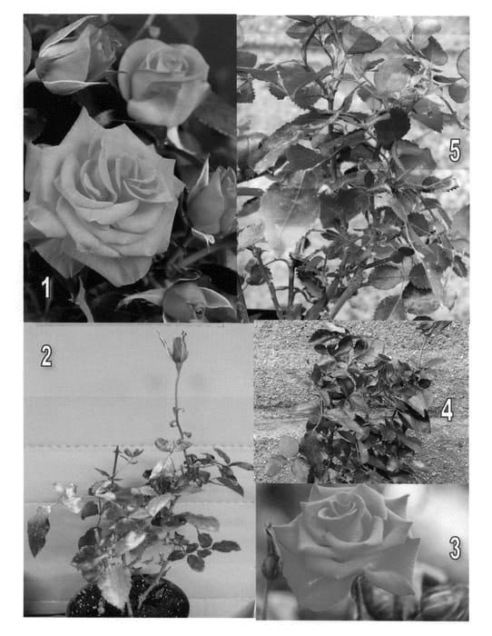 Figure 1 of US plant patent PP22400, the photograph of BENseis printed in the patent.