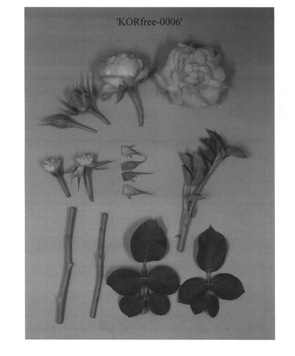 Figure 1 of US plant patent PP22401, the photograph of KORfree-0006 printed in the patent.