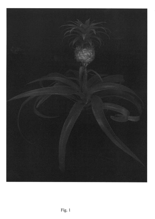 Figure 1 of US plant patent PP22402, the photograph of Duranas printed in the patent.