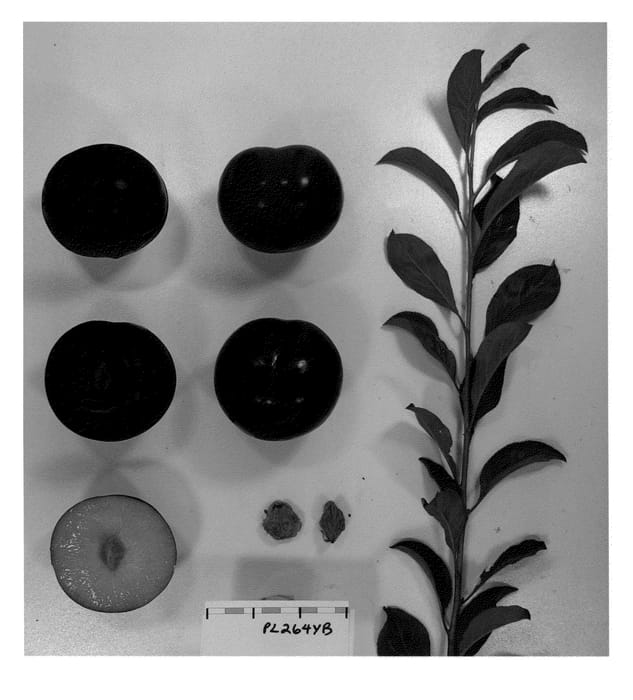 Figure 1 of US plant patent PP22403, the photograph of Suplumfortytwo printed in the patent.