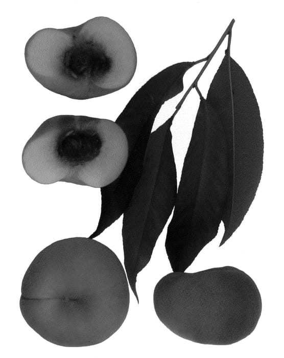 Figure 1 of US plant patent PP22404, the photograph of Sauzee Lady printed in the patent.