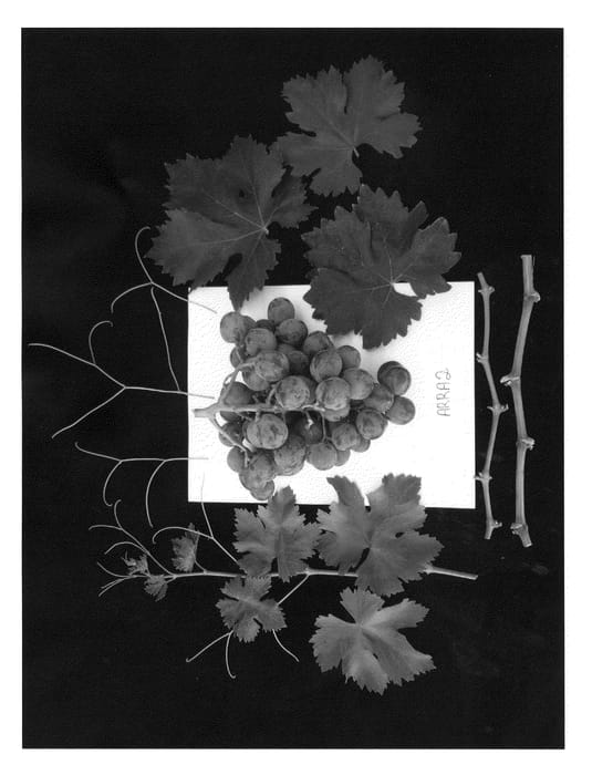 Figure 1 of US plant patent PP22405, the photograph of ARRATWO printed in the patent.
