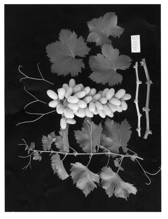 Figure 1 of US plant patent PP22406, the photograph of Arrafifteen printed in the patent.