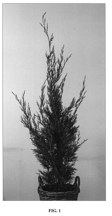 Figure 1 of US plant patent PP22407, the photograph of Green Rocket printed in the patent.