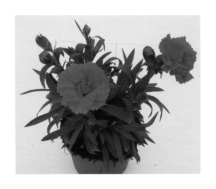 Figure 1 of US plant patent PP22408, the photograph of Hilreal printed in the patent.