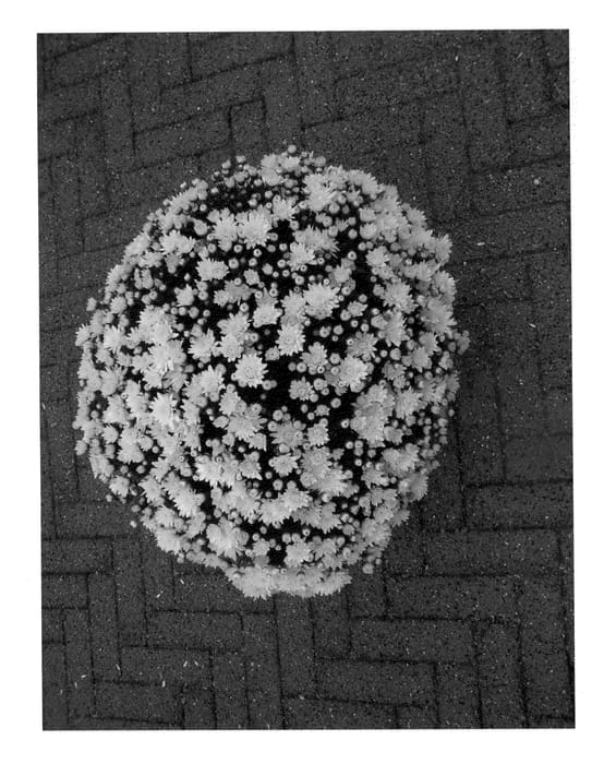 Figure 1 of US plant patent PP22409, the photograph of Yellow Pamplona Jogger printed in the patent.