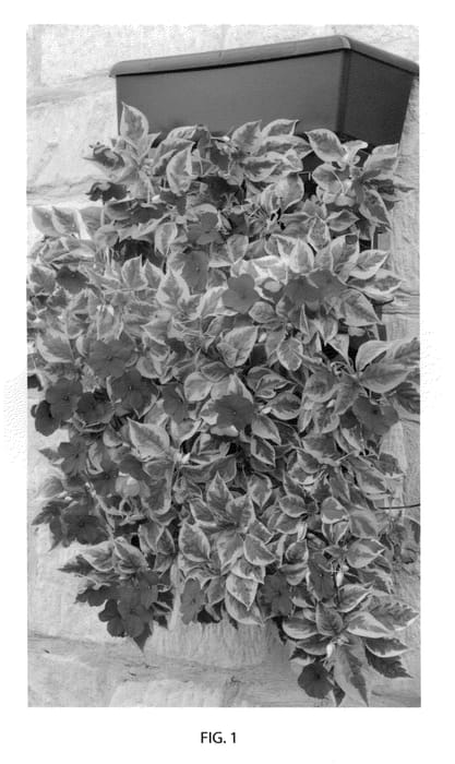 Figure 1 of US plant patent PP22410, the photograph of TUCKMAS printed in the patent.
