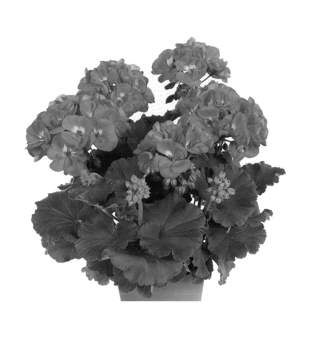 Figure 1 of US plant patent PP22411, the photograph of Duesabu printed in the patent.