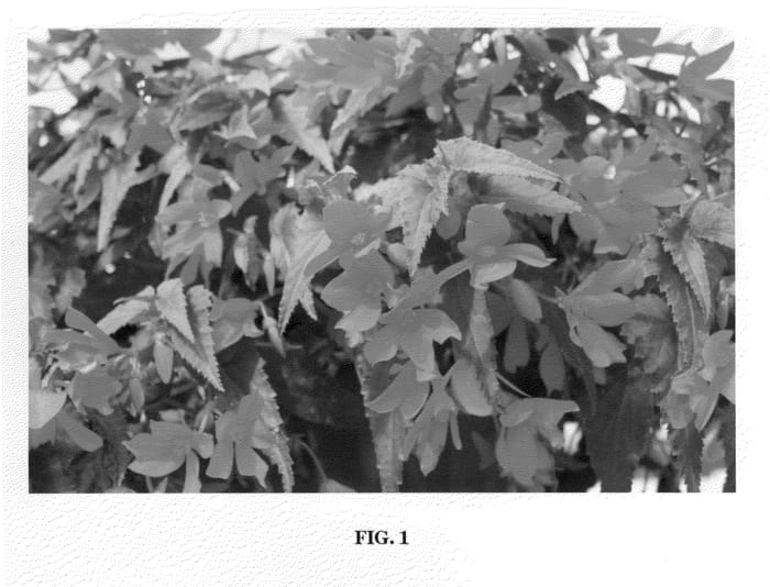 Figure 1 of US plant patent PP22412, the photograph of YASPED printed in the patent.