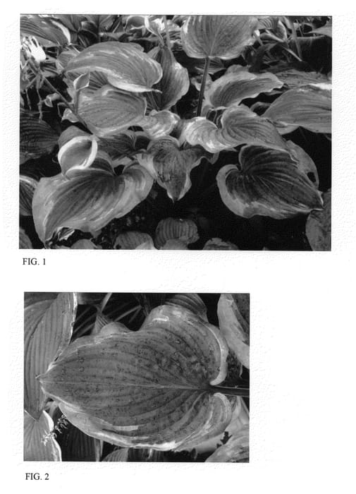 Figure 1 of US plant patent PP22413, the photograph of Seducer printed in the patent.