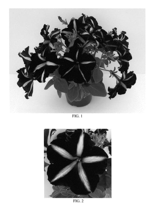Figure 1 of US plant patent PP22414, the photograph of Balpepin printed in the patent.
