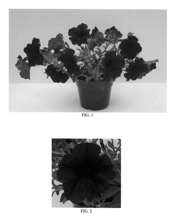 Figure 1 of US plant patent PP22415, the photograph of Balsunmibu printed in the patent.