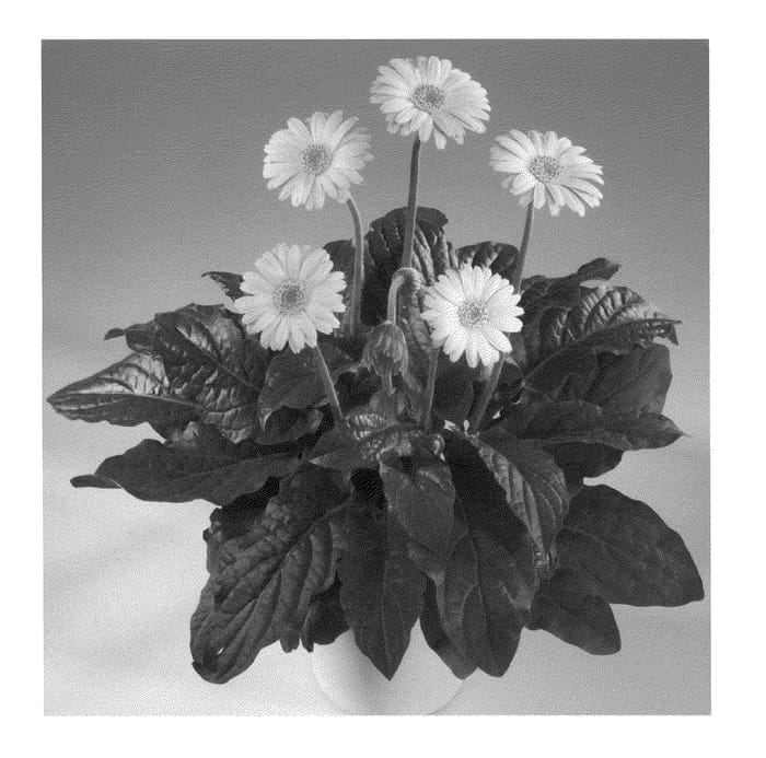Figure 1 of US plant patent PP22416, the photograph of Garcrista printed in the patent.