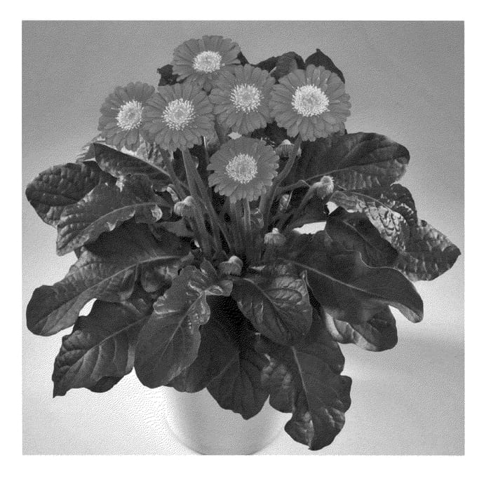 Figure 1 of US plant patent PP22417, the photograph of Garcindy printed in the patent.