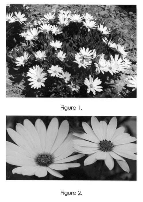 Figure 1 of US plant patent PP22418, the photograph of Tra Yel printed in the patent.