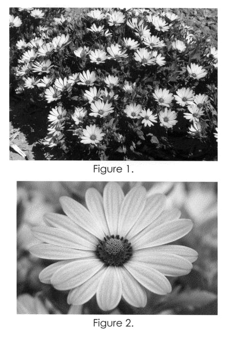Figure 1 of US plant patent PP22419, the photograph of Tra Terra printed in the patent.