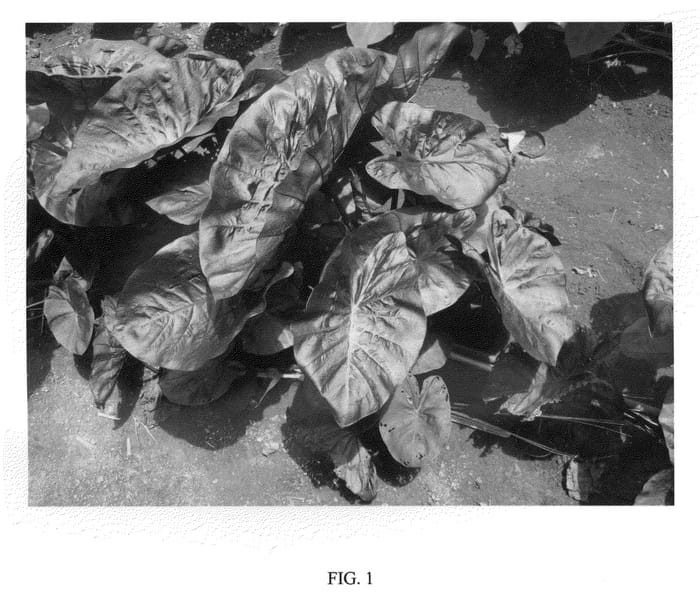 Figure 1 of US plant patent PP22420, the photograph of KONA COFFEE printed in the patent.