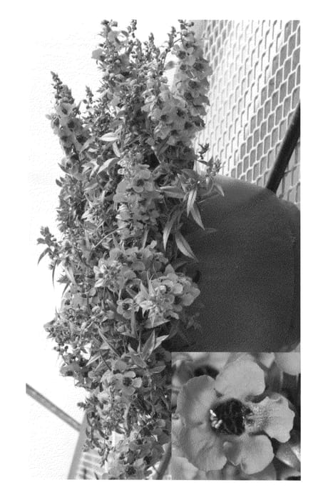Figure 1 of US plant patent PP22421, the photograph of Cas Raspry printed in the patent.